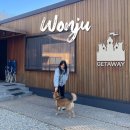 리쉬밀 | 원주 애견동반 숙소 재방문, 팔레드차밍 게터웨이 중형견 후기