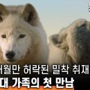 굴속의 늑대 가족, 오직 3개월만 허락된 밀착취재. 늑대에 대한 진실과 오해를 밝힌다 | 늑대가족 이야기 1부 #bbc 이미지