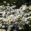 등불농장 이미지