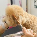 왈왈애견 이미지