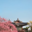 사임당로19길 28-11 | 2026 창덕궁 홍매화 사냥! 4월 5일까지 ‘빛바람들이기’ 꼭 가야 하는 이유(feat. 용답 매화거리)