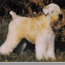 소프트 코티드 휘튼 테리어 (Soft-Coated Wheaten Terrier) 이미지