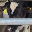 앞동산목장 이미지