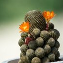 청수정가든 이미지