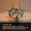 (주)펫찐