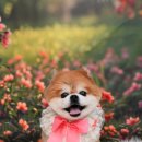 햇살애견미용실 이미지