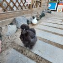 (주)스토리유럽 | 포천여행 식물원 동물원 데이트 마이애니멀스토리 in 평강랜드 (1탄: 실내 동물가든)