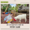 장군산(오리알) 약수터 | 어린왕자 감귤밭 제주 어린이 동물 체험 서귀포 카페 4월 방문
