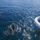 하와이에너지 | 하와이 거북이 스노쿨링 터틀캐년 스노클링투어 후기