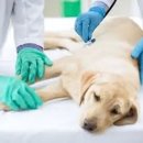 초콜릿종합동물병원 이미지