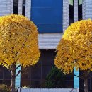 원도심 은행나무 이미지