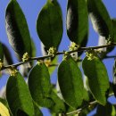 만두나무 이미지