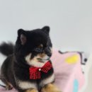 더펫애견샵 네이버블로그