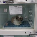 서정동물병원 이미지