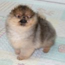 Pom생Pom사 이미지