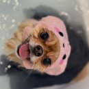 애견미용 | 대구 달서구 애견미용 후기 아가·보리·덕희의 귀여움 폭발 데이💜