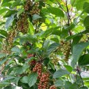 성보농장 이미지