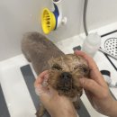 마이뷰티독 이미지