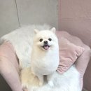 개이쁘댕 이미지