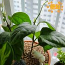 랜덤박스 | [대성식물 랜덤박스 후기] 춘봉철화 핑크, 아스파라거스 메이리는 추가 식쇼핑