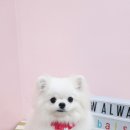 왈왈이발소 이미지