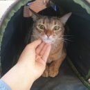삼흥로 노트펫