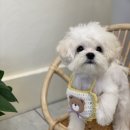 아미고 펫살롱 이미지