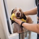셀프 강아지 목욕탕 이미지