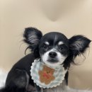 그루밍아지 이미지