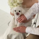 뽕스토리 | [W] 전주 청담스토리 루스 웨딩촬영 후기