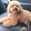 바니이발소 이미지