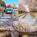 부산12교 | 경남 진해 벚꽃 명소 경화역 - 로망스다리 (주말 아침 7시 방문) 진해 중앙시장 맛집