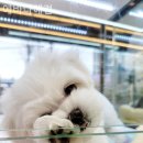 에바다애견