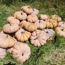 맷돌농장 이미지