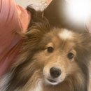 댄디하개 이미지