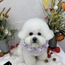 봉쥬르 밀크숑 | 김해 강아지 미용 추천, "봉쥬르 밀크숑" 후기