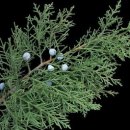 조경기능사(필기) 이미지