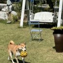 자라목펜션 이미지