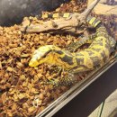 와우펫앤쥬 양산점 이미지