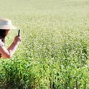 더메밀(The 메밀) 이미지