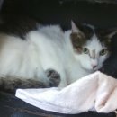 고양이수컷-쌍용아파트 분리수거장 이미지