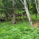 시골할매국수 이미지