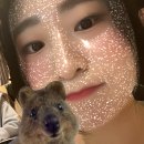 핑퐁프랜드