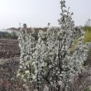 양화목장 이미지