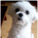 대전가장초교 이미지