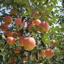 평창팜영농조합법인 이미지