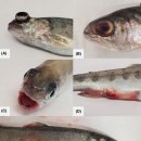 Lactococcus petauri감염 무지개송어 이미지