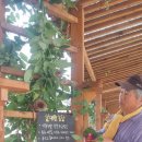 주일농장 이미지