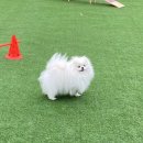 리츠펫 선물 이미지