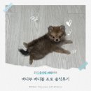 부솔 | 버디부 버디볼 프로 솔직후기 우리 콩이랑 써봤어요